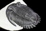 Flying Hollardops Trilobite - Great Eyes #70580-5